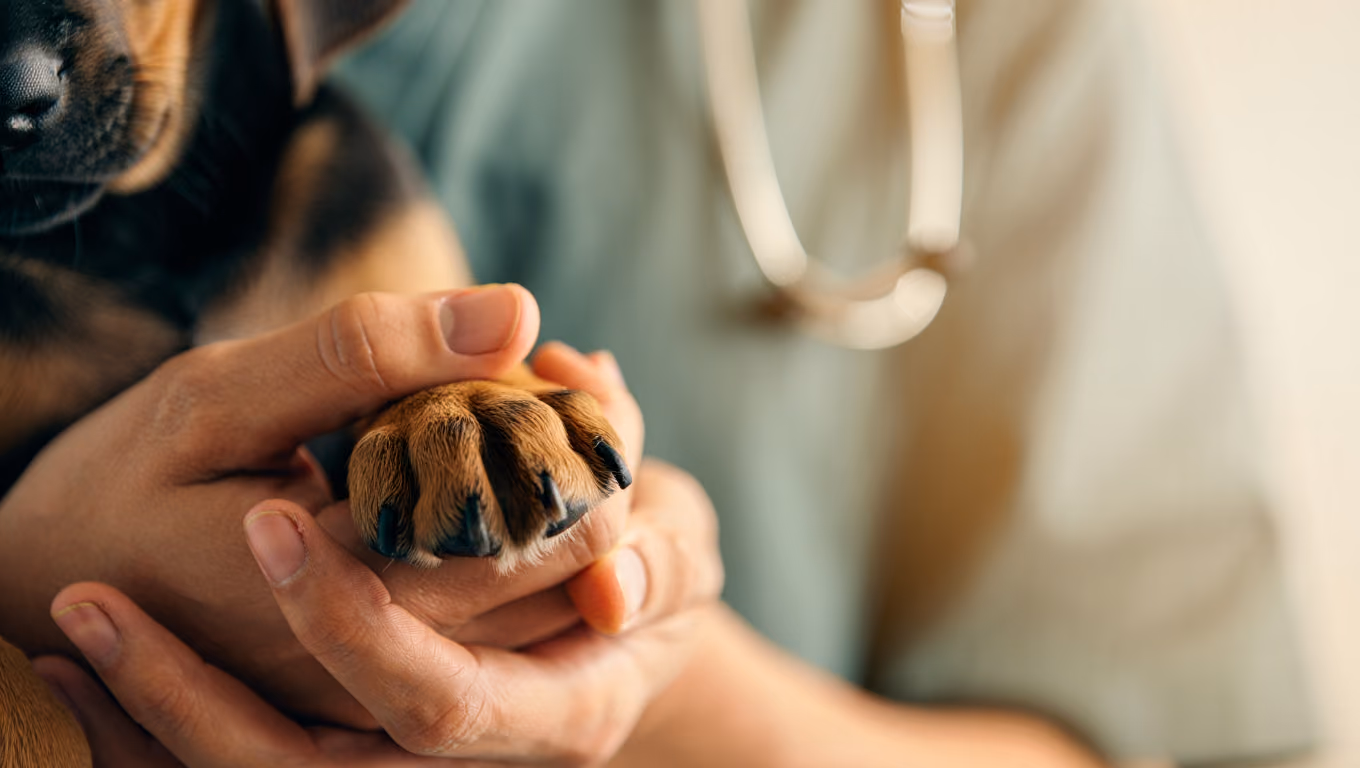 Ilustração: Modelos e Exemplos de Site para Veterinário (2026)